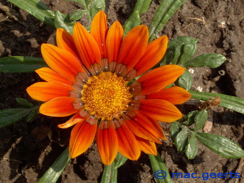 Gazania 'Kiss Bronze'